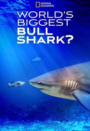 World's Biggest Bull Shark