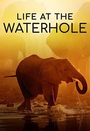 Life at the Waterhole