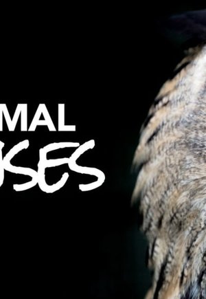 Animal Senses
