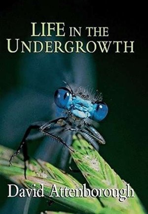 Life in the Undergrowth