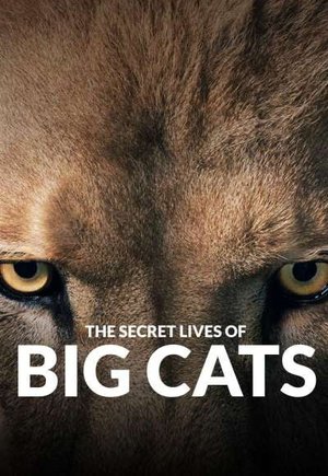 The Secret Lives Of Big Cats