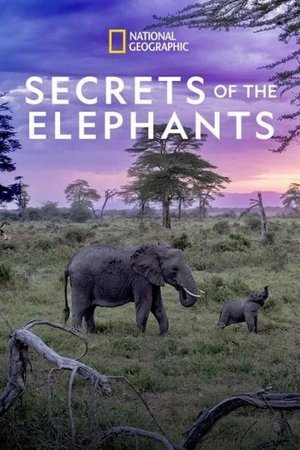 Secrets of the Elephants