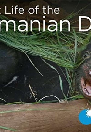 Secret Life of the Tasmanian Devil